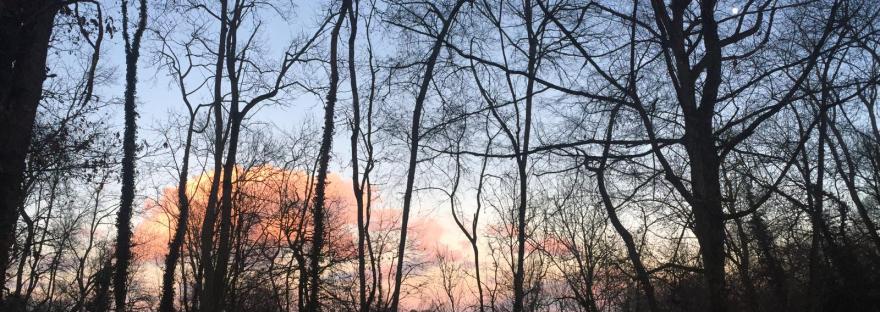 arbres d'hiver et ciel couchant