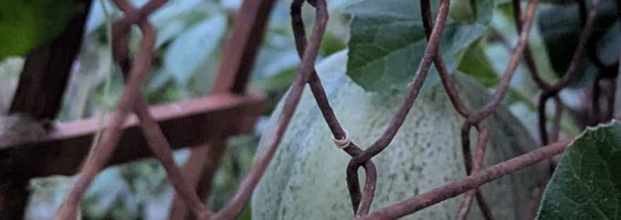 melon